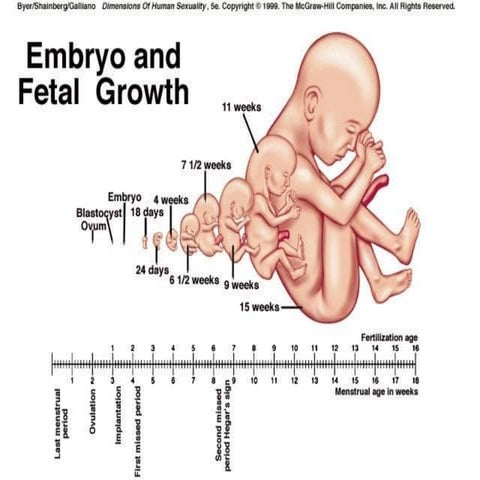 Fetal and embryo growth | PPT