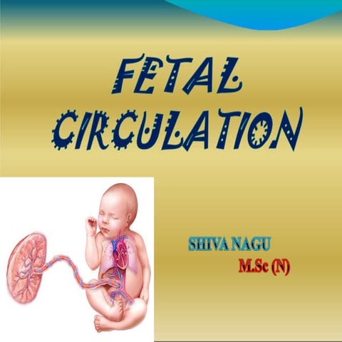 Fetal circulation SHIVA