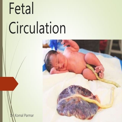 Fetal circulation 