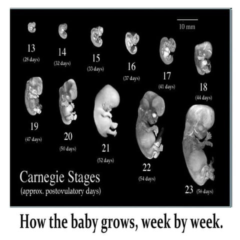 Fetal Development!