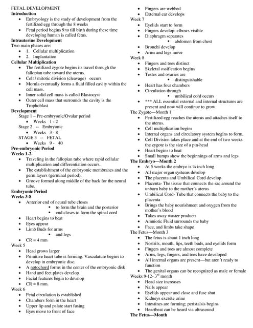 Fetal development | PPT