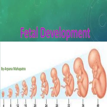Fetal development