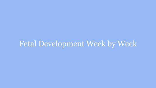 Fetal Development Week By Week Pptx Fetal Development Week By Week Pptx