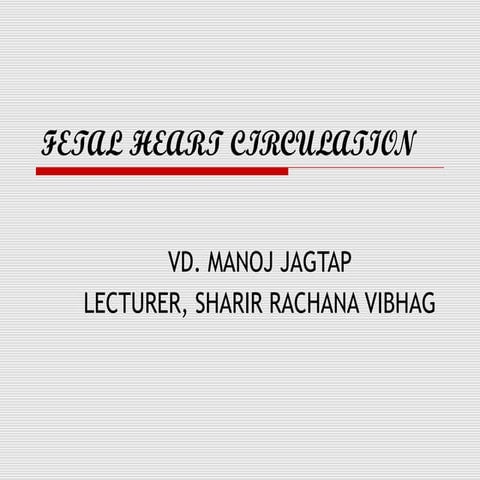 Fetal heart circulation