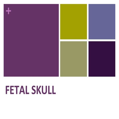 Fetal skull 