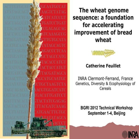 The wheat genome sequence: a foundation for accelerating improvment of bread ...