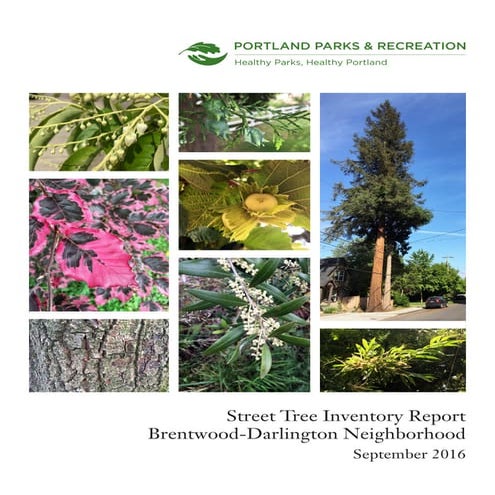Urban Tree Monitoring: Best Practices for Municipalities and Nonprofits ...