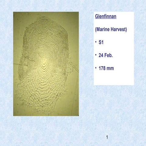 Additional Fish Scale Photographs | PPTX