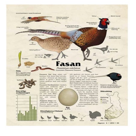 Tidningen Jägarens fågeltavlorna