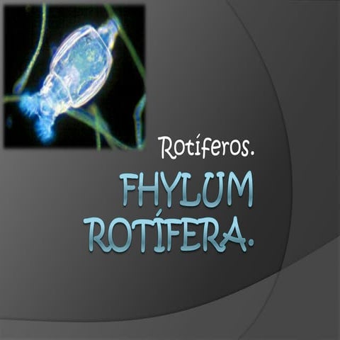 Fhylum rotífera
