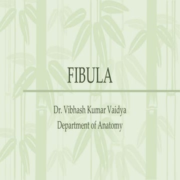 Fibula