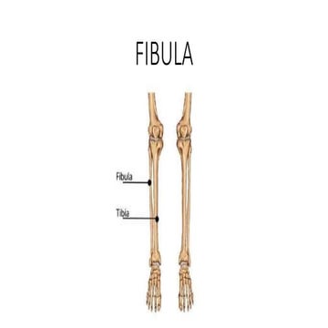 FIBULA Leg anatomy bones presentation pptx