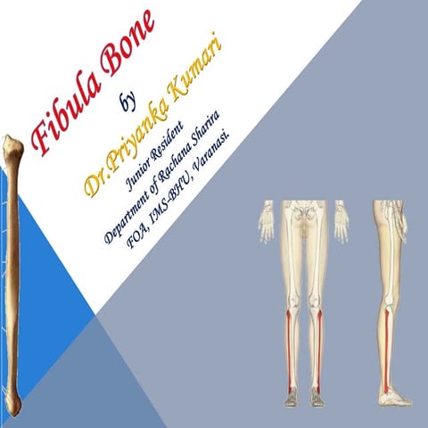 Fibula bone Anatomy