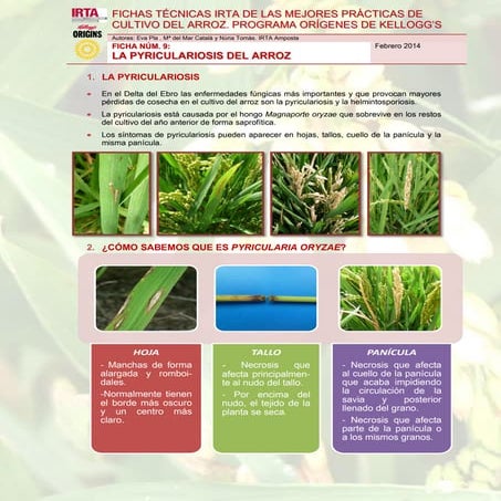 Ficha técnica 9. la pyriculariosis