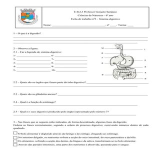 Ficha de trabalho sistema digestivo