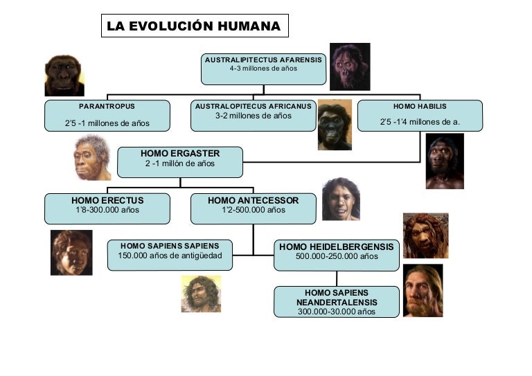 fichaevolucionhumana3-110920065843-phpapp01-thumbnail-4.jpg