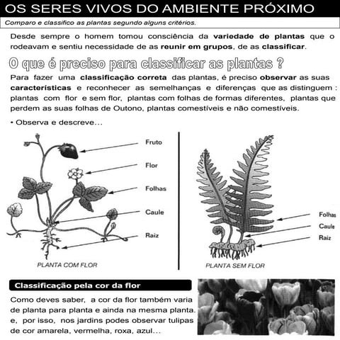 Ficha informativa sobre as plantas