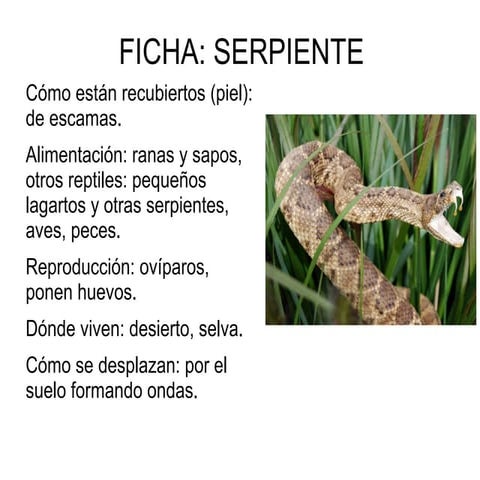 Fichas de animales 2° B