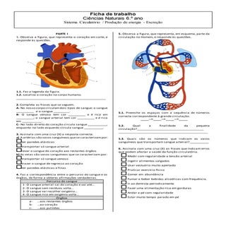 Ficha trabalho  sist circulatório e...