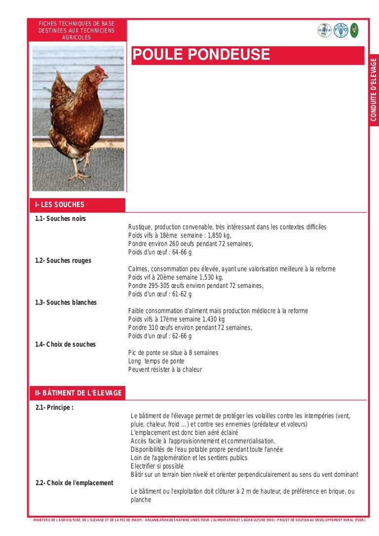 Fiche technique de base poule pondeuse