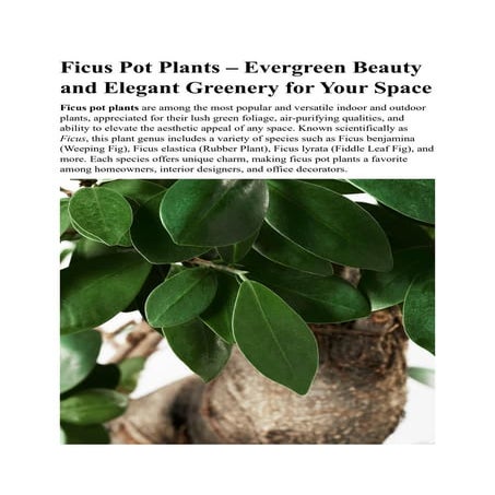 Ficus Pot Plants – Evergreen Indoor & Outdoor Beauty | PDF