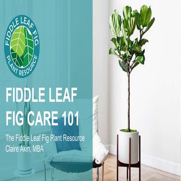 Fiddle Leaf Fig Care 101 Webinar | PPTX