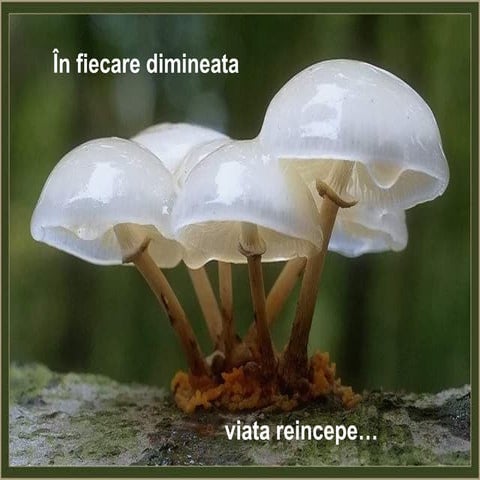 O multumire catre dumnezeu | DOCX
