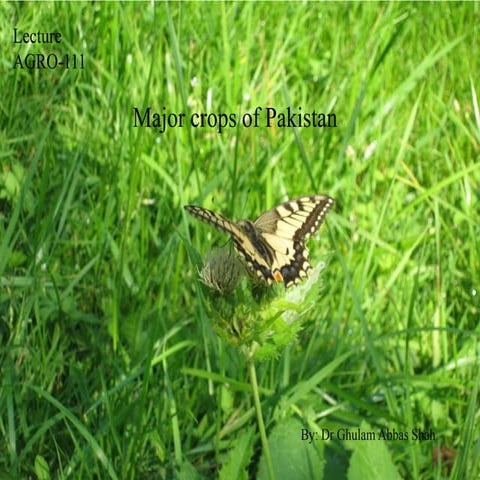 Major crops of Pakistan