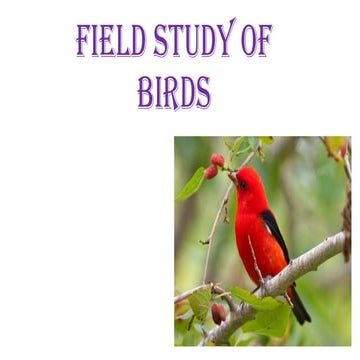 Field study of birds