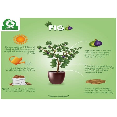Rose infographics-01.pdf