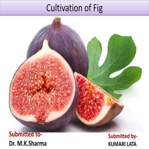 cultivation of fig