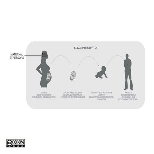 Impacto de los estresores maternos en el embarazo