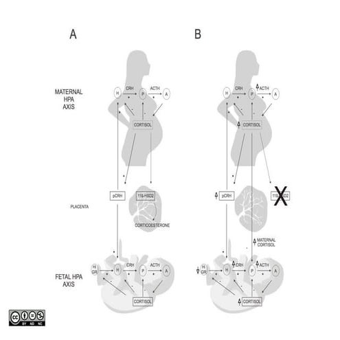 Eje HPA materno y fetal 