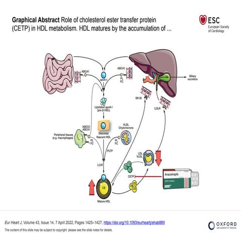figure illustrating liver function on the | PPTX