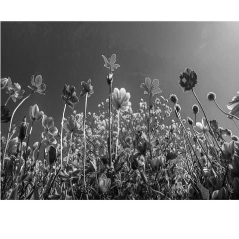 Figures_of_Speech_Grade6,,,,,,,,,,,,,,,,