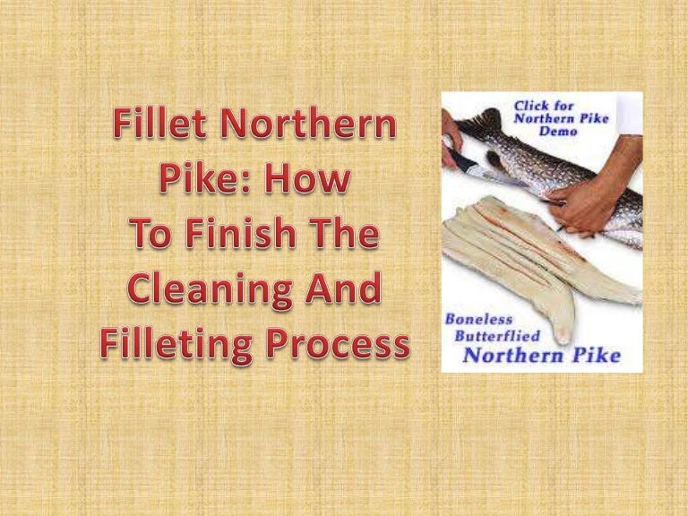 Fillet northern pike how to finish the cleaning and filleting process