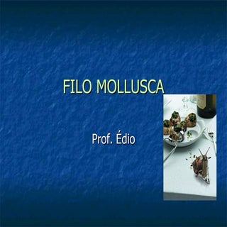 Filo Mollusca