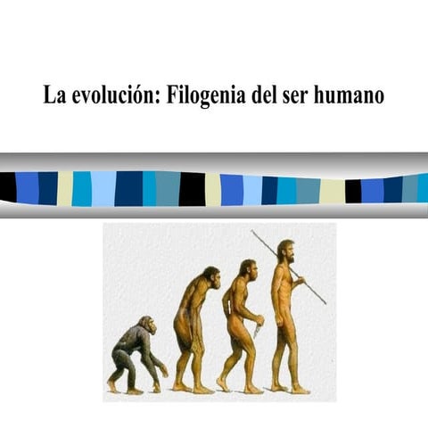 Filogenia del ser humano 