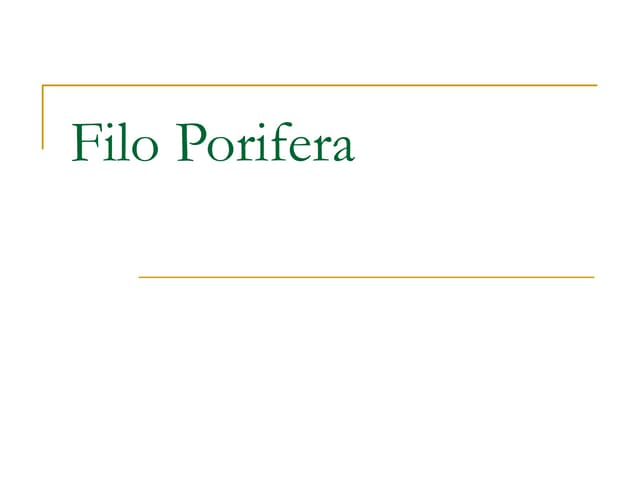 Filo Porifera