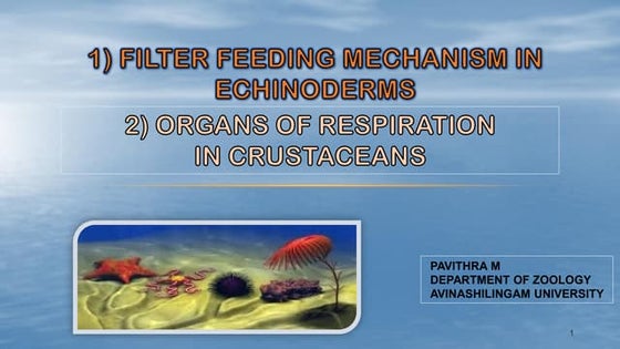 Optimal Feeding For Multiple Invertebrates photo