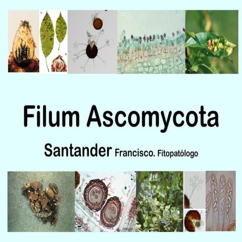 Filum ascomycota