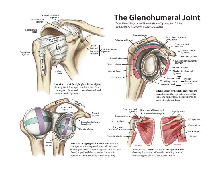Glenohumeral Joint