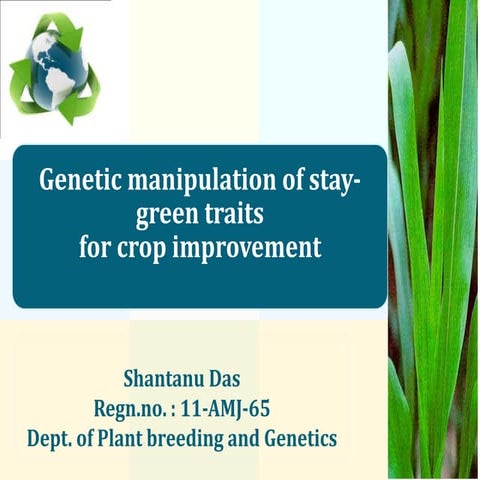 Genetic manipulation of stay-green traits for croop imporvement 