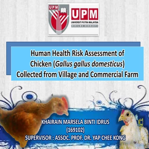 Human Health Risk Assesment  of Gallus gallus domesticus Collected from Village and Commercial Farm