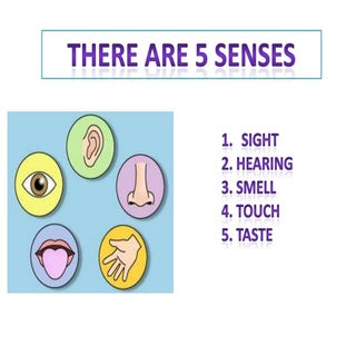 The 5 senses 