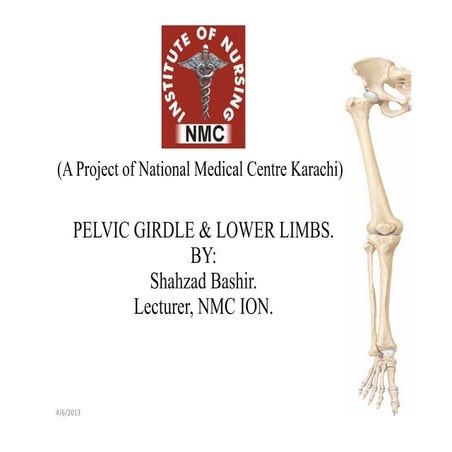 Final apendicular skeleton (lower limbs).