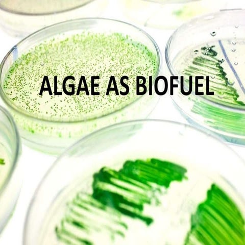 algae as biofuel