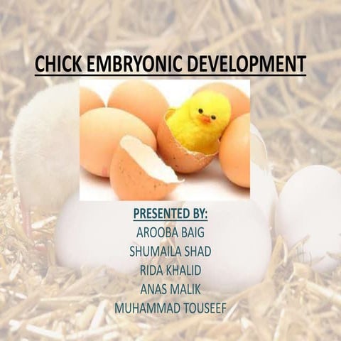 Final chick embryonic-development-ppt