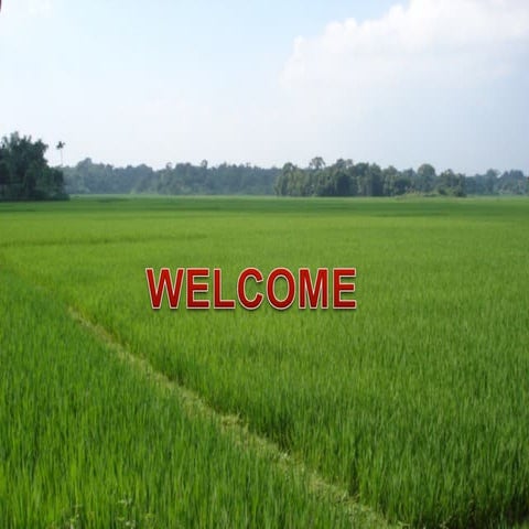 Marker Assisted Gene Pyramiding for Disease Resistance in Rice