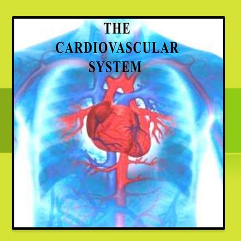 cardiovascular system